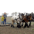 Aan het werk met trekpaarden